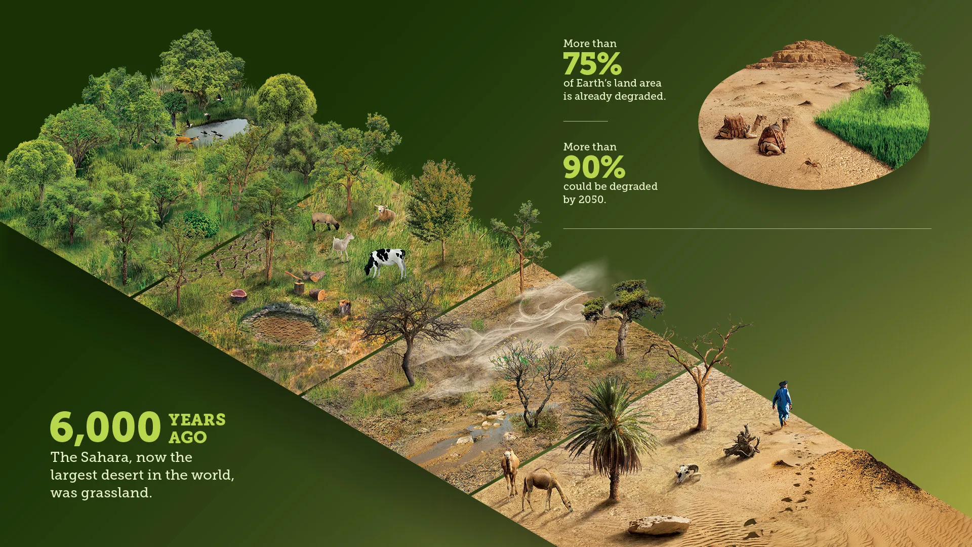 Desert to Oasis: Real Stories from UAE Soil Reclamation Projects