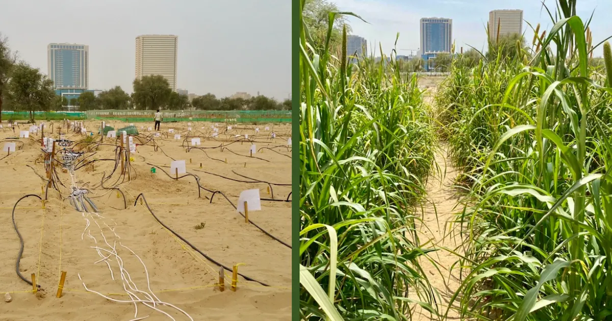 Desert Soil Reclamation